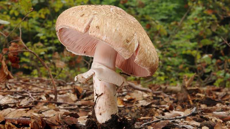 Agaricus