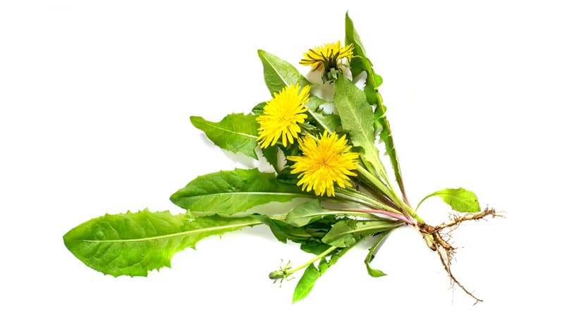 Dandelion Root for Cancer