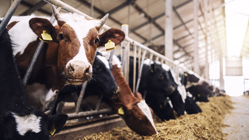 Dangerous Superbugs In Your Food!