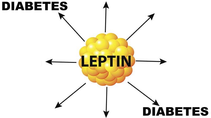 Diabetes and Leptin Connection