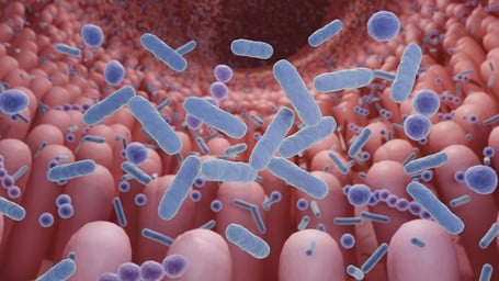 Bacteria Linked to Bowel Disorders