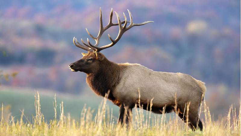 Elk Antler: Science and Historical Uses