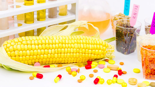 GMO Corn