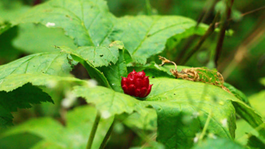 Goldenseal