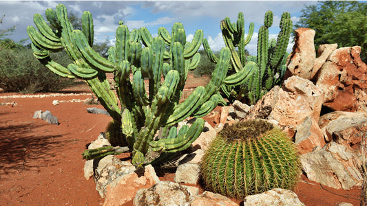 Hoodia