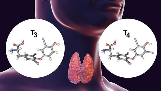 Iodine and Selenium Nourish Thyroid Gland