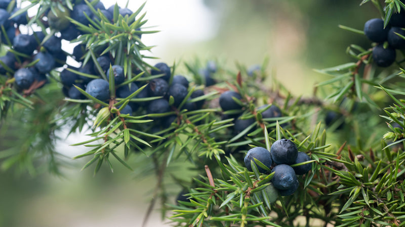 Juniper Berry