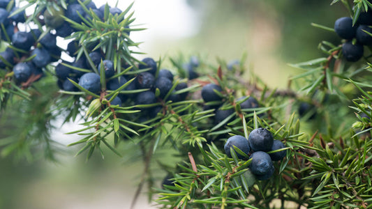 Juniper Berry