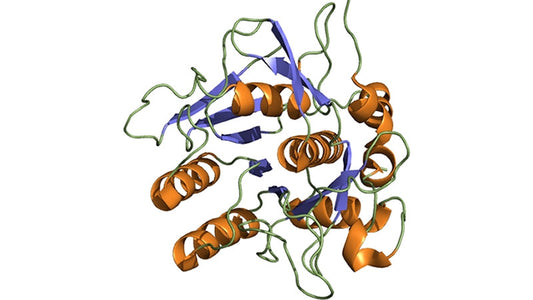 Nattokinase and Cardiovascular Health (pdf)
