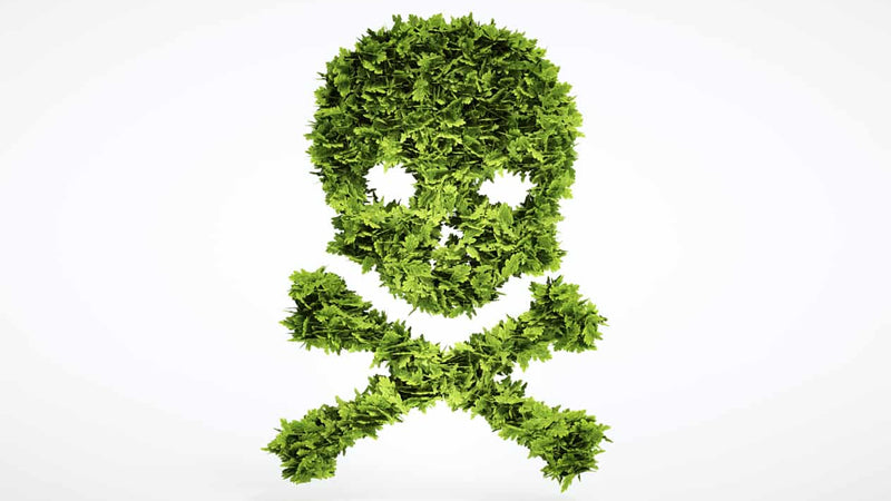 Pesticide Health Dangers