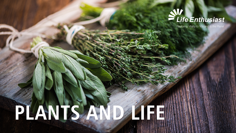 Podcast 347: Plants and Life