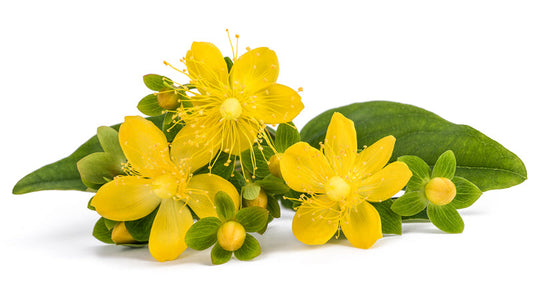 St. Johns Wort to Elevate Moods