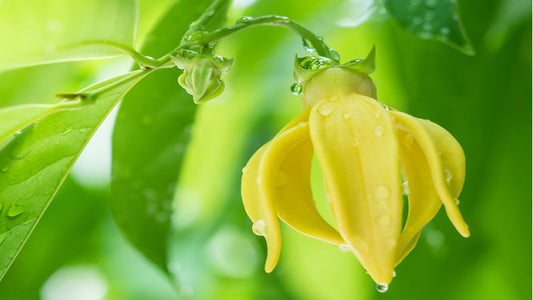 Ylang Ylang